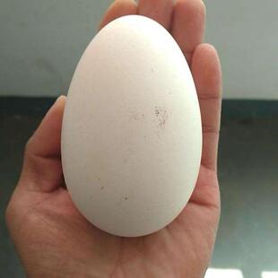 黑龙江正宗土鹅蛋新鲜农家散养鹅蛋当现新鲜大鹅蛋12个农村笨鹅蛋
