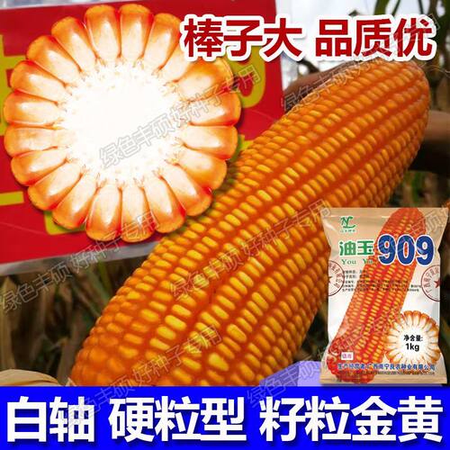 油玉909玉米种子南方春秋玉米耐热高产矮杆大棒子老客户推荐正品