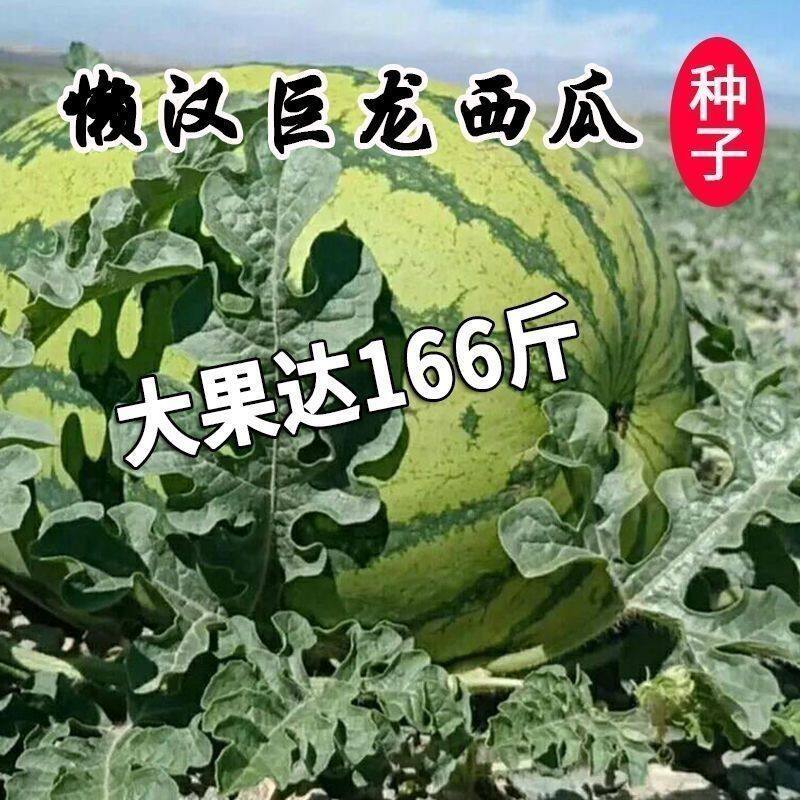 新疆沙漠西瓜泣泣精选巨甜瓜正品
