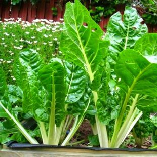 四川牛皮菜种子四季牛皮菜厚皮菜种子大叶白牛皮菜种