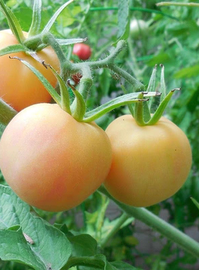 巴西老品种花园挑子水果呋甜蜜西红柿番茄种仔