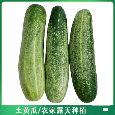 老品种农家土黄瓜种籽大青瓜旱黄瓜老式黄瓜大吊瓜种籽可自留种