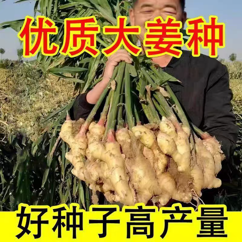 山东新品种高产姜种子黄姜苗姜芽姜苗子山东大姜种子种植