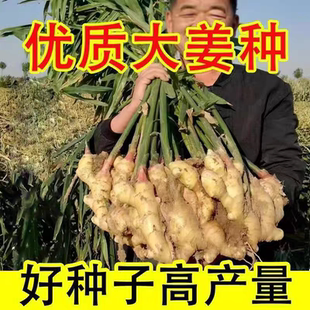 山东新品种高产姜种子黄姜苗姜芽姜苗子山东大姜种子种植