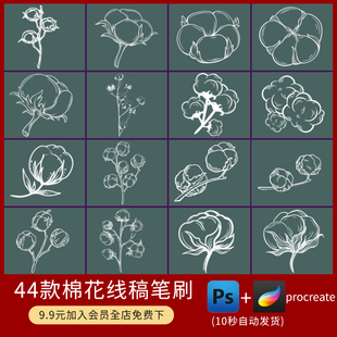 ps笔刷棉花线稿植物素雅花艺装饰鲜花手绘棉球插画procreate笔刷