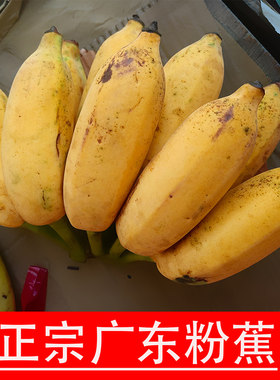 广东粉蕉3斤原生态新鲜高州特产