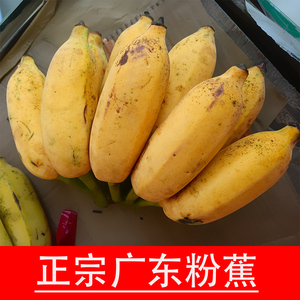 广东粉蕉3斤原生态新鲜高州特产