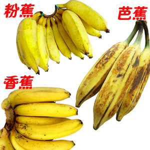 原生态5斤三合一大芭蕉粉蕉香蕉广东高州新鲜小米蕉丑苹果蕉包邮