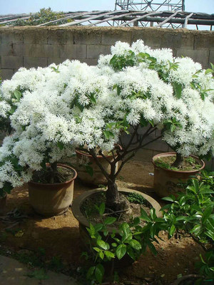 原生流苏树苗四月雪嫁接桂花砖木油根子庭院盆栽花卉绿化风景树