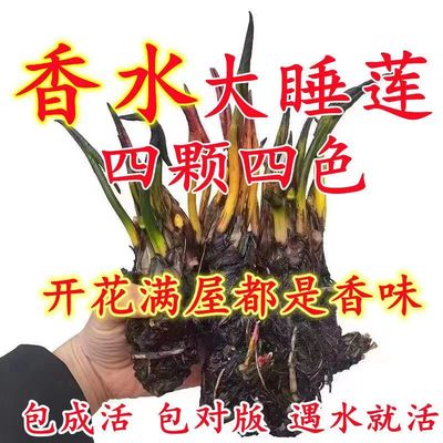 香水睡莲花鱼缸睡莲根块带花苞四季盆栽水培植物庭院大小睡莲花苗