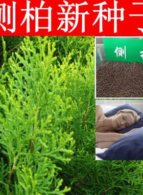 优质新采侧柏种子侧柏树种子柏树种子扁柏种子散装野生育苗林木籽