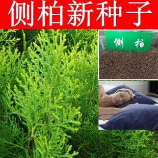 优质新采侧柏种子侧柏树种子柏树种子扁柏种子散装野生育苗林木籽
