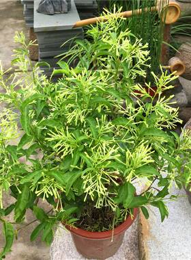 夜来香种子 木本花卉芳香植物种子夜香花夜兰香夜丁香千里香小树