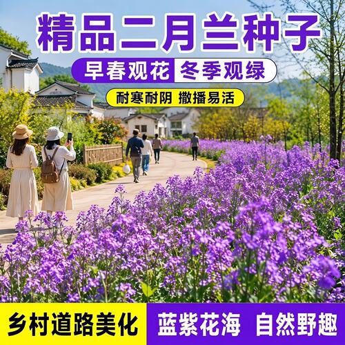 二月兰乡间道路绿化多年生宿根