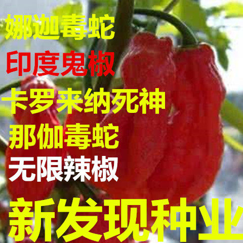 娜迦毒蛇 卡罗莱纳死神辣椒 印度鬼椒 那伽毒蛇 涮涮辣种子包邮