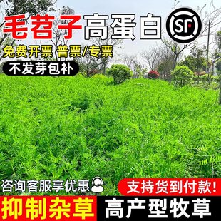 光叶紫花苕子种籽果园绿肥毛苕子箭舌野豌豆草籽蜜源青饲牧草种籽