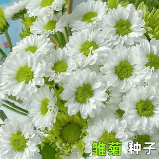 小雏菊种子多头小菊籽绿精灵籽盆土可选阳台盆栽易活花草白晶菊籽