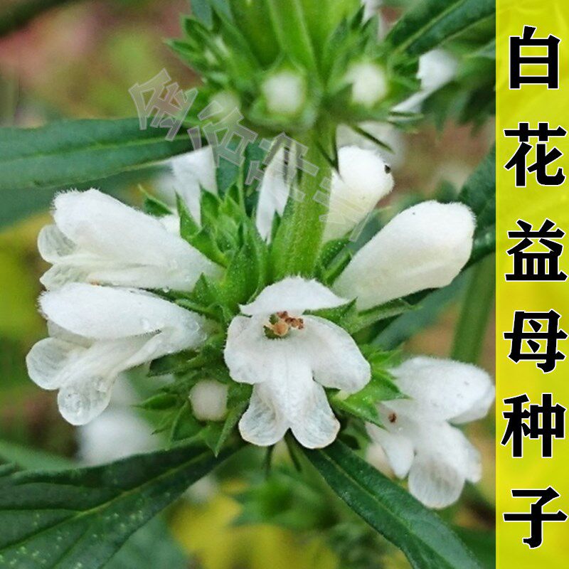 正品白花益母草种子中药材新种阳台四季盆栽蔬菜种籽耐寒喜阴食用