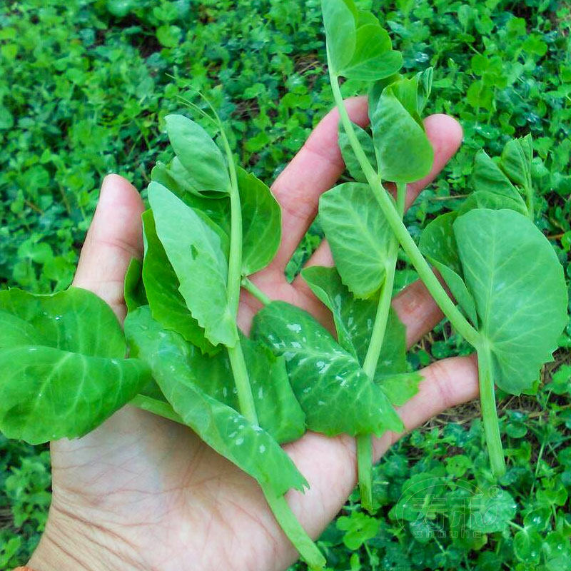 豌豆尖种籽无须豌豆苗种子四季蔬菜孑青碗豆芽苗菜甜脆农用籽种