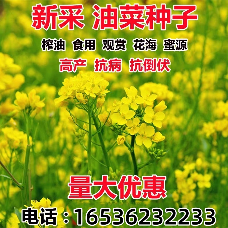 油菜花种子高产耐寒耐旱抗倒观赏食用高产早熟高出油多油菜花种籽