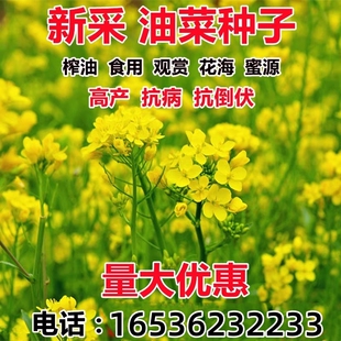 油菜花种子高产耐寒耐旱抗倒观赏食用高产早熟高出油多油菜花种籽