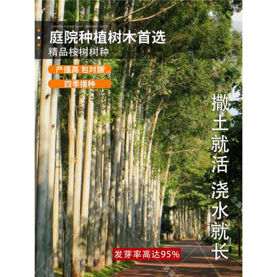 速生桉树种子 巨桉大小广林9号树种子 蓝按桉树籽 林木种子新种