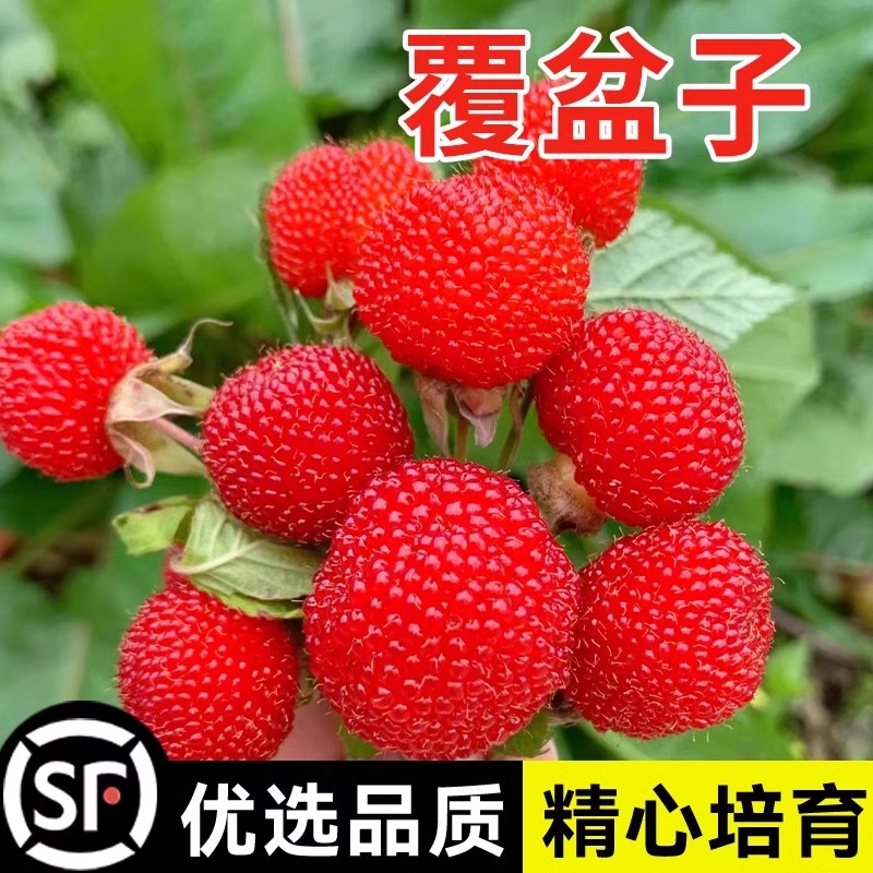 野草莓覆盆子种子野生果蓬空肚莓空心泡托莫根树莓刺泡果药材籽