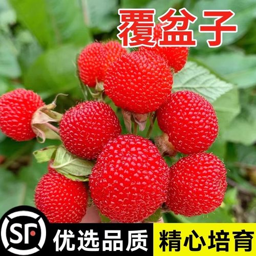 野草莓覆盆子种子野生果蓬空肚莓空心泡托莫根树莓刺泡果药材籽