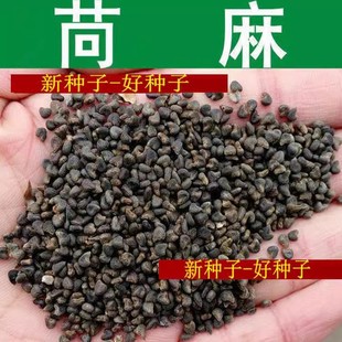苘麻种子 青麻种籽 野苎麻 线麻冬葵种孑小苘子做麻绳用冬葵种籽
