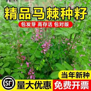 马棘种子护坡灌木饲用灌木牧草种籽抗旱耐寒高蛋白饲草易播种马棘