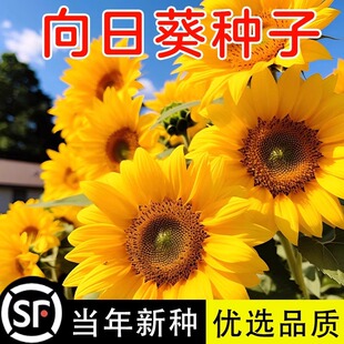 向日葵种子观赏食用四季播种易活室内外阳台矮秆迷你盆栽花种籽子