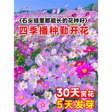 格桑花花种籽子太阳花种孑野波斯菊花草坪四季播种开花种子苗组合