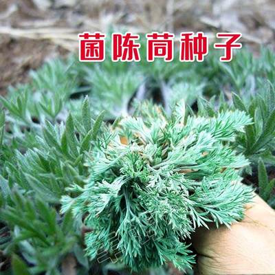 材野生茵陈种子 白蒿种籽多年生陈蒿因尘因陈茵藤蒿绵茵野菜