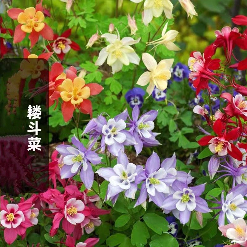 耧斗菜种子猫爪花血见愁耐寒重瓣大花漏斗花籽复瓣多年生花坛盆栽,鲜花速递/花卉仿真/绿植园艺,家庭园艺种子,淘宝优惠券,粉丝福利购,淘宝优惠卷