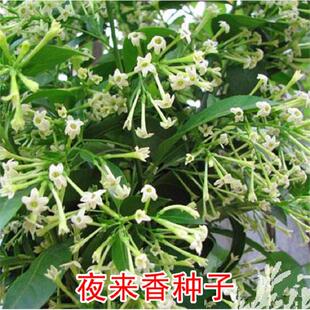 夜来香种子 木本花卉芳香植物种子夜香花夜兰香夜丁香千里香小树