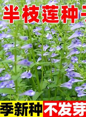 半枝莲种子四季种植阳台庭院中药材赶山鞭并头草牙刷草狭叶韩信草
