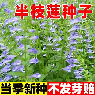 半枝莲种子四季种植阳台庭院中药材赶山鞭并头草牙刷草狭叶韩信草