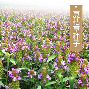 夏枯草种子麦穗花草夏谷草夏古草夏菇草夏谷球一年生花草植物种籽