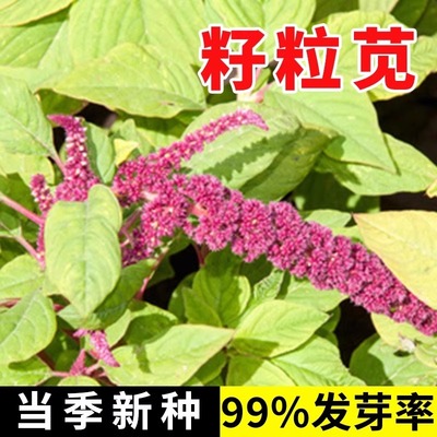 籽粒苋进口种子四季牧草黑千穗谷喂鸡鸭鹅猪牛羊家禽苋菜籽草种籽