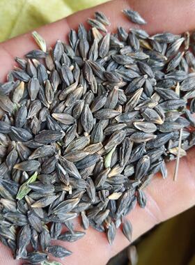 新采黑大麦种子老品种可食用