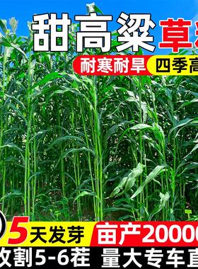 甜高粱家禽喜食多茬收割高蛋白