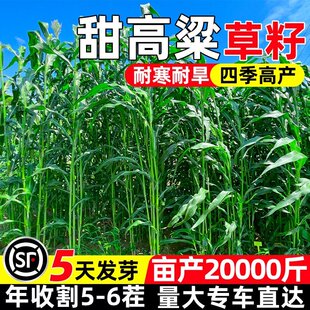 甜高粱草籽四季高产多年生种籽家禽喜食多茬收割高蛋白耐寒旱种子