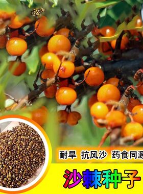 沙棘树种子防风固沙耐旱耐盐碱