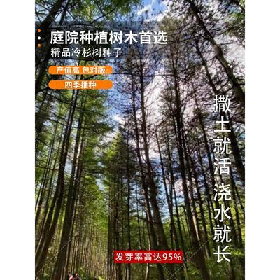 冷杉种子常绿乔木云杉落叶杉铁杉水杉木种子绿化造林