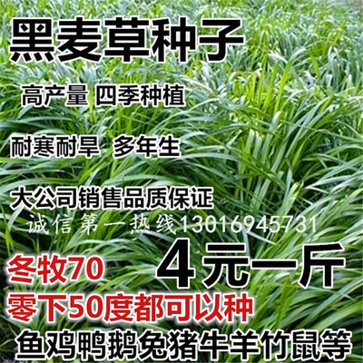 鱼草黑麦草四季牧草种子畜牧草子喂草鱼兔子牛羊吃5892-2SDV