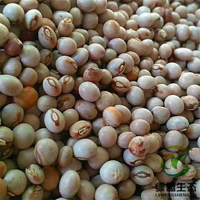 木豆种子/木豆/豆蓉/观音豆/树豆/柳豆当年新采绿化药材灌木种子