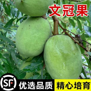 文冠果种子园林绿化花卉用种林木果树多年生观赏树木油料树种子