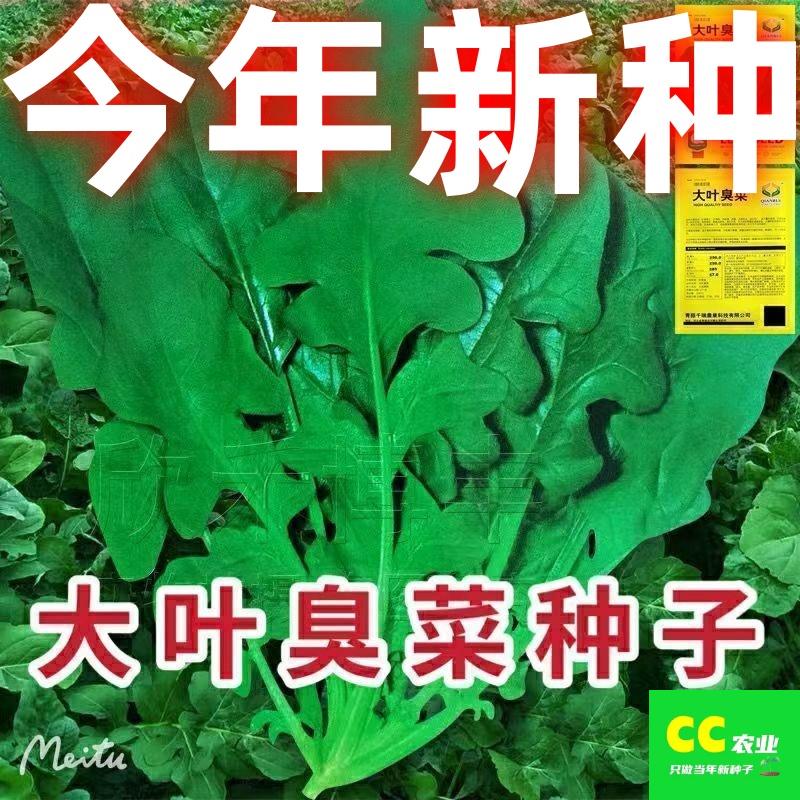 大叶臭菜种子春秋播种东北芝麻菜籽阳台盆栽野菜臭菜蔬菜种籽大全-封面