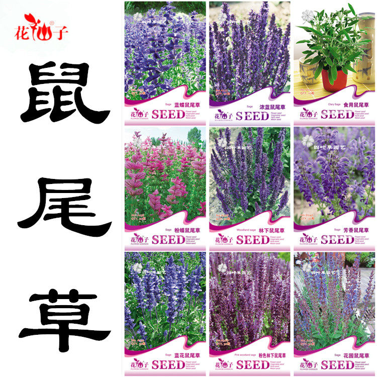 食用鼠尾草种子 花园鼠尾草  林下鼠尾草 芳香鼠尾草 粉蝶鼠尾草