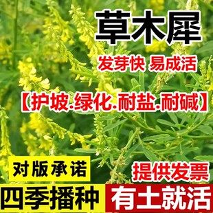 草木犀种子草木樨籽优质牧草种黄花臭苜蓿绿肥耐旱耐寒耐贫瘠蜜源